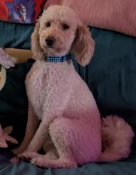 Lost Male Dog last seen Clark Rd. And W 24th ave, Gary, IN 46404