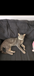 Lost Male Cat last seen Windy Meadows, Schertz, Schertz, TX 78154