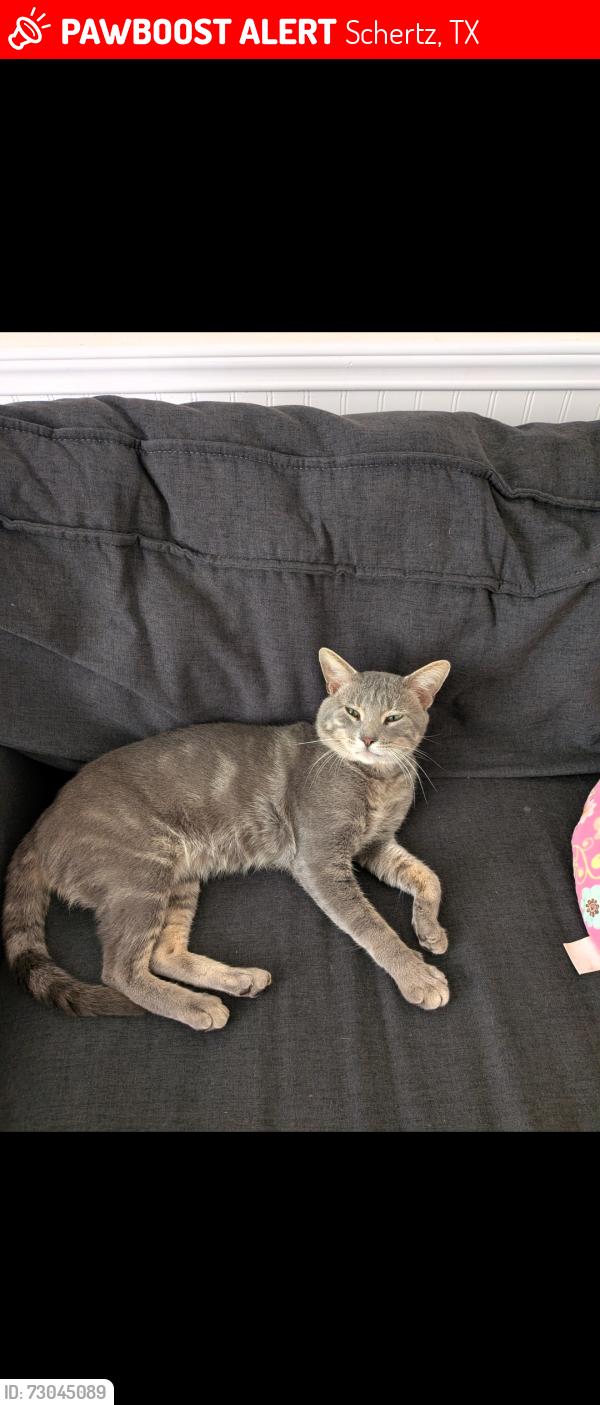 Lost Male Cat last seen Windy Meadows, Schertz, Schertz, TX 78154