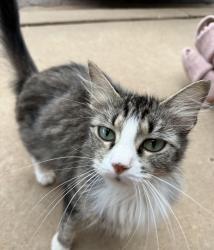 Found/Stray Female Cat last seen May and 140th, Oklahoma City, OK 73134