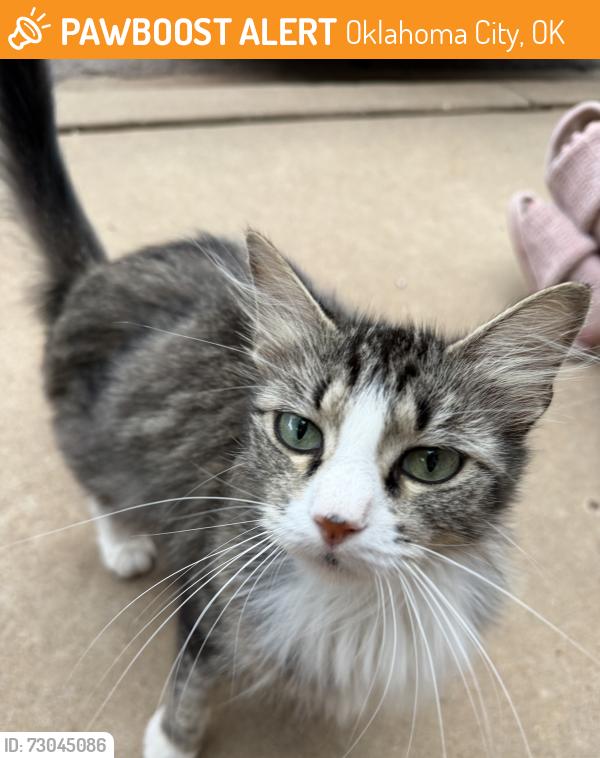 Found/Stray Female Cat last seen May and 140th, Oklahoma City, OK 73134