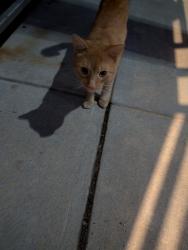 Found/Stray Unknown Cat last seen Jasper and Letterly Street , Philadelphia, PA 19125