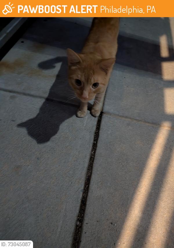 Found/Stray Unknown Cat last seen Jasper and Letterly Street , Philadelphia, PA 19125