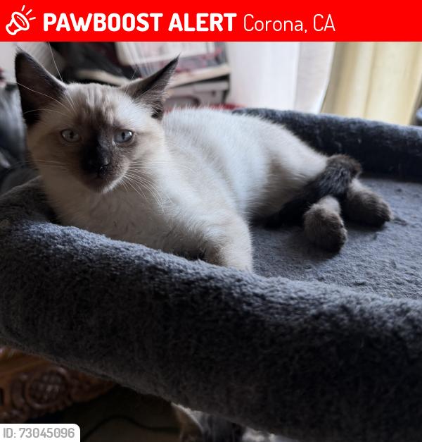 Lost Female Cat last seen Auburndale and Granada Ave , Corona, CA 92878