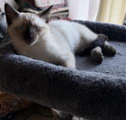 Lost Female Cat last seen Auburndale and Granada Ave , Corona, CA 92878