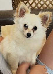 Found/Stray Female Dog last seen Woodbine Ln, Prosper, TX , Prosper, TX 75078
