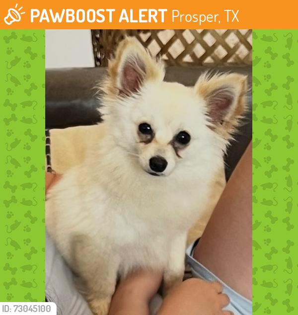 Found/Stray Female Dog last seen Woodbine Ln, Prosper, TX , Prosper, TX 75078