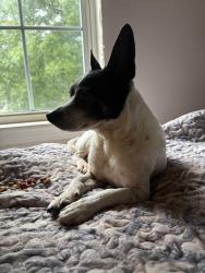 Reunited Male Dog last seen Riverside Pkwy , Riverside Pkwy, GA 30331