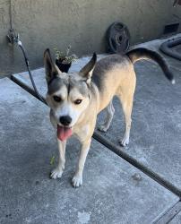 Reunited Male Dog last seen Alvin Ave/  Center Ridge Dr, San Jose, CA 95121