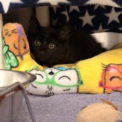 Shelter Stray Unknown Cat last seen ATHEL AVE/PINE ST, IRVINE CA, 6443 Oak Canyon, Irvine, CA 92618, USA