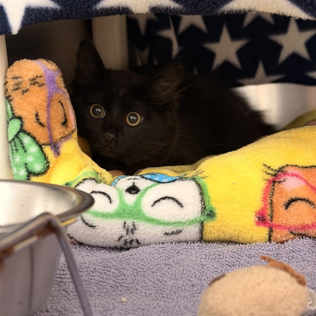 Shelter Stray Unknown Cat last seen ATHEL AVE/PINE ST, IRVINE CA, 6443 Oak Canyon, Irvine, CA 92618, USA