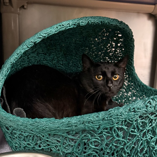 Shelter Stray Unknown Cat last seen CULVER/MICHELSON, 6443 Oak Canyon, Irvine, CA 92618, USA