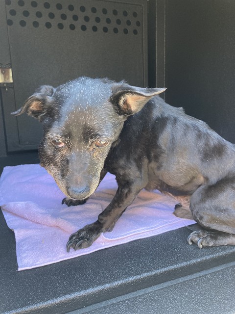 Shelter Stray Male Dog last seen Near BLK E 10TH ST, LONG BEACH, CA, 90813, 7700 E Spring St, Long Beach, CA 90815, USA