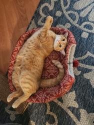Lost Female Cat last seen Last seen in the apmt complexes near sunglow., Wilmington, NC 28405
