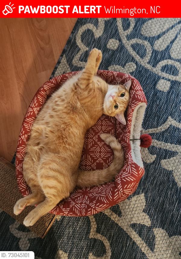 Lost Female Cat last seen Last seen in the apmt complexes near sunglow., Wilmington, NC 28405