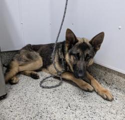 Shelter Stray Male Dog last seen Near BLOCK MIDLAND ST, DETROIT MI 48238, 7401 Chrysler Dr, Detroit, MI 48211, USA