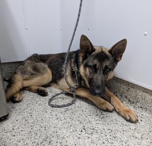 Shelter Stray Male Dog last seen Near BLOCK MIDLAND ST, DETROIT MI 48238, 7401 Chrysler Dr, Detroit, MI 48211, USA