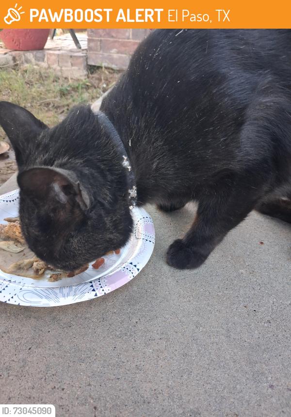 Found/Stray Male Cat last seen Sean Haggerty/Sandy koufax, El Paso, TX 79934