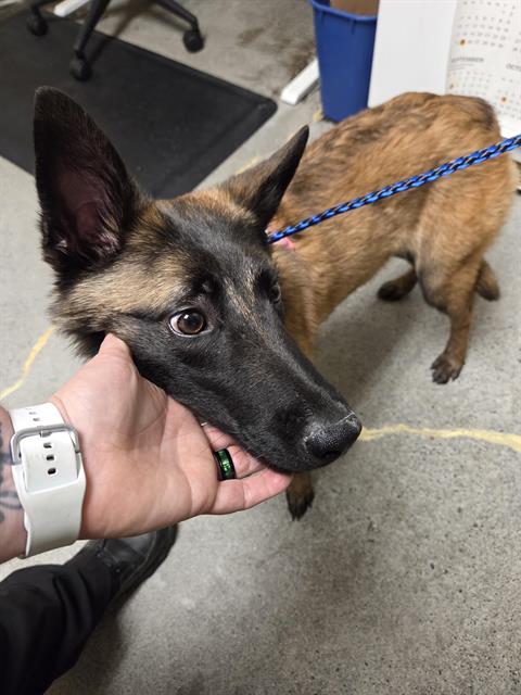 Shelter Stray Female Dog last seen Near BLOCK NE 98TH WAY, REDMOND WA 98052, 21615 64th Ave S, Kent, WA 98032, USA
