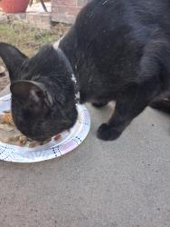 Found/Stray Male Cat last seen Sean Haggerty/Sandy koufax, El Paso, TX 79934