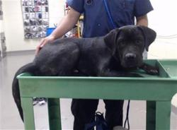 Shelter Stray Male Dog last seen Near BLOCK W 1ST AVE, DENVER CO 80223, 1241 W Bayaud Ave, Denver, CO 80223, USA