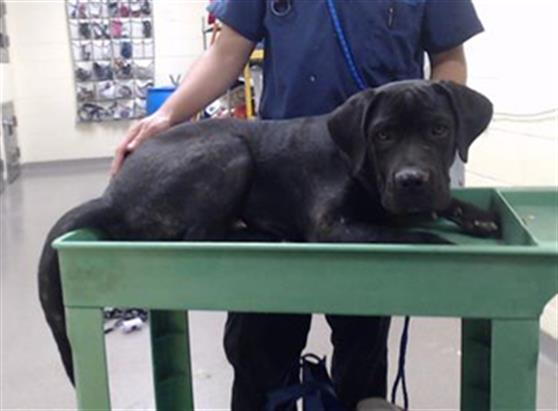 Shelter Stray Male Dog last seen Near BLOCK W 1ST AVE, DENVER CO 80223, 1241 W Bayaud Ave, Denver, CO 80223, USA