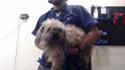 Shelter Stray Female Dog last seen Near BLOCK GENEVA ST AURORA CO 80010, 1241 W Bayaud Ave, Denver, CO 80223, USA