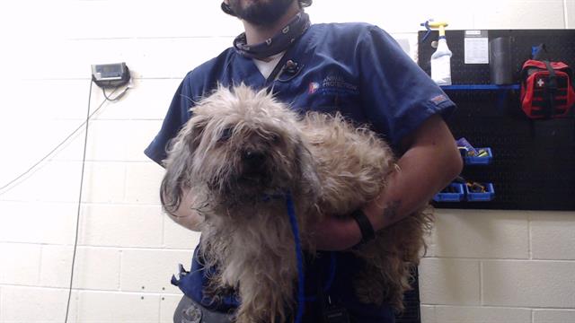 Shelter Stray Female Dog last seen Near BLOCK GENEVA ST AURORA CO 80010, 1241 W Bayaud Ave, Denver, CO 80223, USA