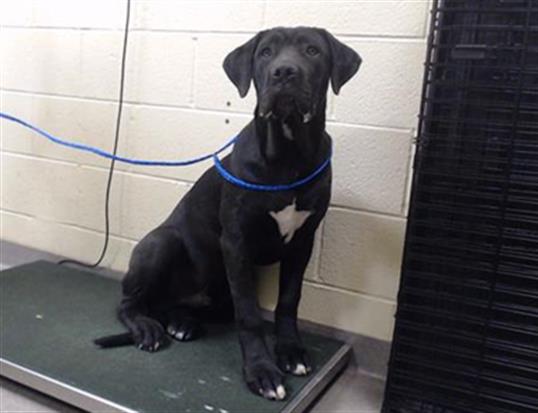 Shelter Stray Male Dog last seen Near BLOCK W 1ST AVE, DENVER CO 80223, 1241 W Bayaud Ave, Denver, CO 80223, USA