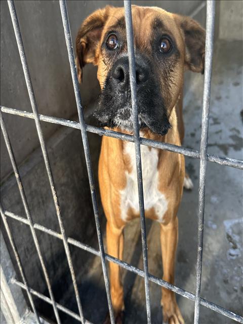 Shelter Stray Male Dog last seen , 957 N Gaffey St, San Pedro, CA 90731, USA