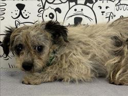 Shelter Stray Male Dog last seen , 957 N Gaffey St, San Pedro, CA 90731, USA