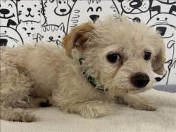 Shelter Stray Female Dog last seen , 957 N Gaffey St, San Pedro, CA 90731, USA