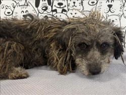 Shelter Stray Male Dog last seen , 957 N Gaffey St, San Pedro, CA 90731, USA