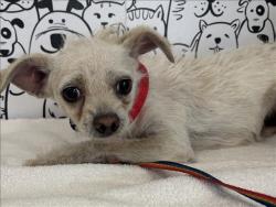 Shelter Stray Female Dog last seen , 957 N Gaffey St, San Pedro, CA 90731, USA