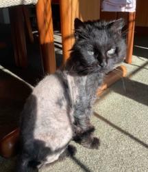 Shelter Stray Female Cat last seen Near BLOCK SOUTH 6TH ST, 3528 Newburg Rd, Louisville, KY 40218, USA