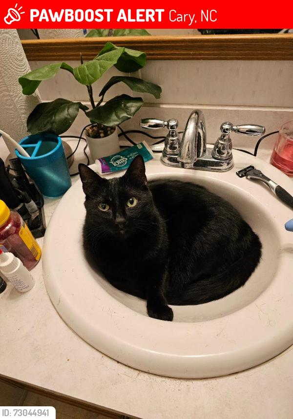 Lost Male Cat last seen Brook Arbor Drive off of NC 55 between High hse Rd and Green Hope School Rd, Cary, NC 27519