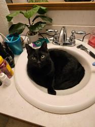 Lost Male Cat last seen Brook Arbor Drive off of NC 55 between High hse Rd and Green Hope School Rd, Cary, NC 27519