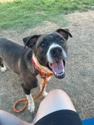 Shelter Stray Female Dog last seen Near BLOCK DONARD PARK AVE, 3528 Newburg Rd, Louisville, KY 40218, USA