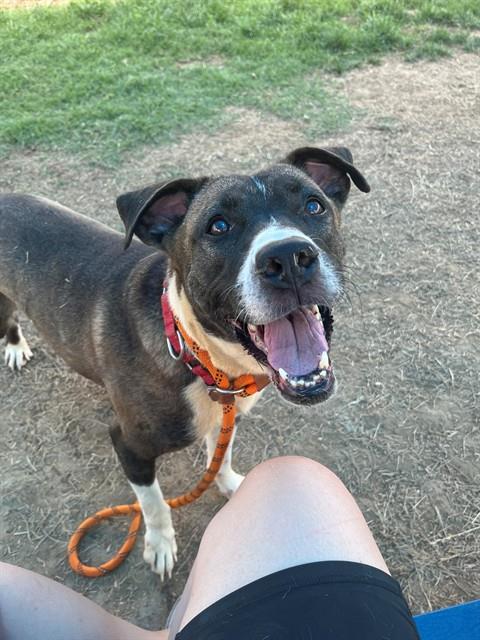 Shelter Stray Female Dog last seen Near BLOCK DONARD PARK AVE, 3528 Newburg Rd, Louisville, KY 40218, USA
