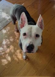 Shelter Stray Female Dog last seen Near BLOCK FONTAINE LANDING CT, 3528 Newburg Rd, Louisville, KY 40218, USA