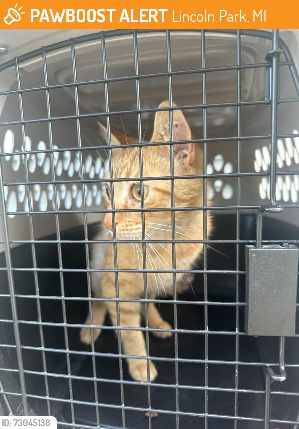 Found/Stray Male Cat last seen Dix and Hanford , Lincoln Park, MI 48146