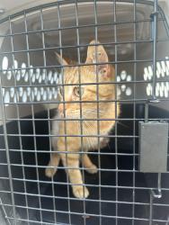 Found/Stray Male Cat last seen Dix and Hanford , Lincoln Park, MI 48146