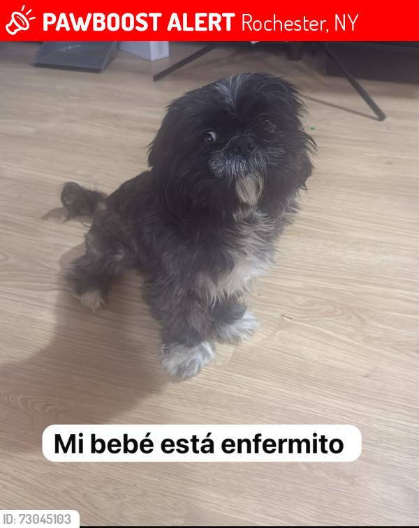 Lost Male Dog last seen Klein &Weaver, Rochester, NY 14621
