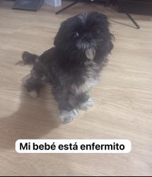 Lost Male Dog last seen Klein &Weaver, Rochester, NY 14621
