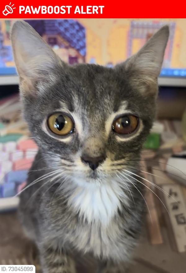 Lost Female Cat last seen On Beech Daly between Pembroke and Fargo, Redford Township, MI 48240
