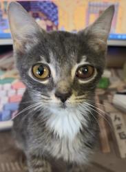 Lost Female Cat last seen On Beech Daly between Pembroke and Fargo, Redford Township, MI 48240