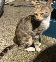 Lost Female Cat last seen By Whataburger on N Main and Century 21, Las Cruces, NM 88001
