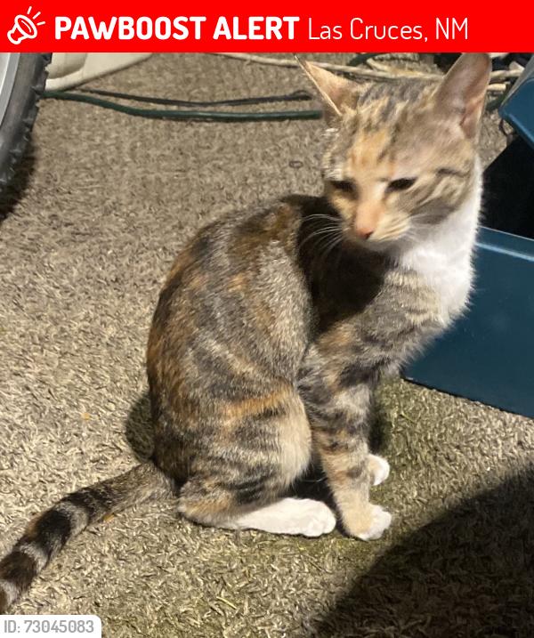 Lost Female Cat last seen By Whataburger on N Main and Century 21, Las Cruces, NM 88001