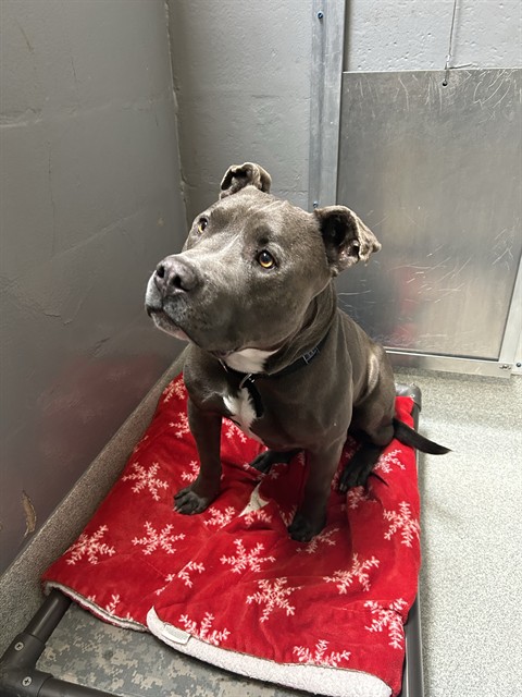 Shelter Stray Male Dog last seen BUENA VISTA AND WILLOW, 1590 Fortmann Way, Alameda, CA 94501, USA