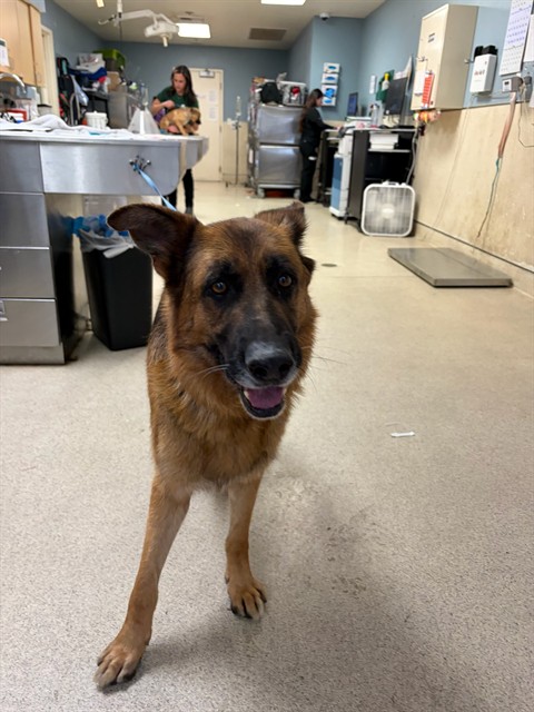 Shelter Stray Male Dog last seen Near BLOCK FRANCISCA AVE, CORONA, CA, 6851 Van Buren Boulevard, Jurupa Valley, CA 92509, USA